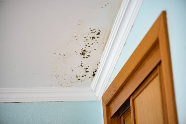 Best Mold Damage Repair  in White Hall, AR