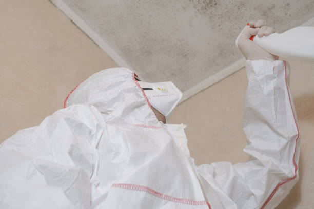 Best Fast Mold Removal  in White Hall, AR
