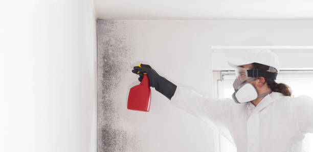Best Attic Mold Removal  in White Hall, AR