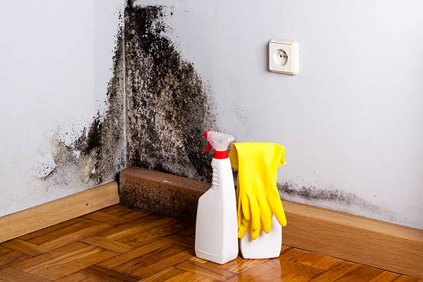 Best Toxic Mold Removal  in White Hall, AR