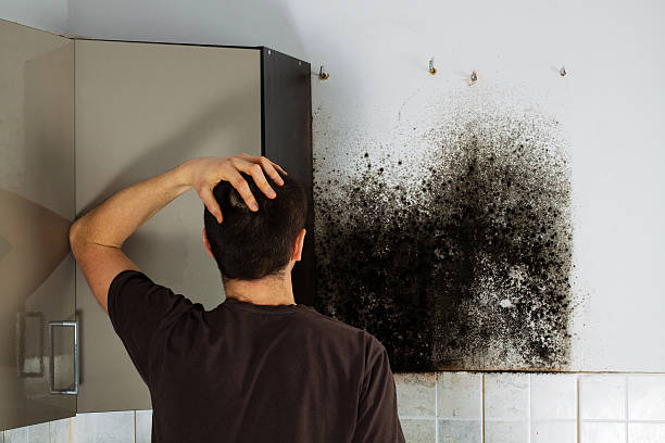 Best Same-Day Mold Removal  in White Hall, AR