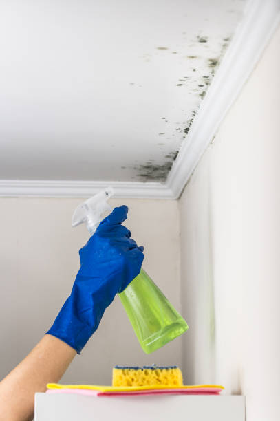 Best Certified Mold Removal  in White Hall, AR